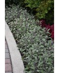 Шавлія лікарська Триколор | Salvia officinalis Tricolor | Шалфей лекарственный Триколор